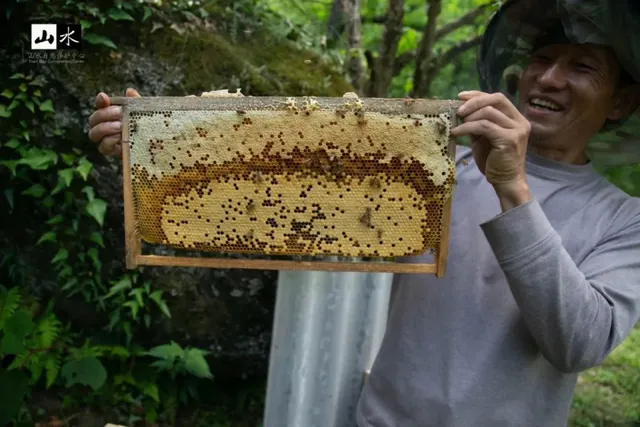 蜂农照料蜂箱