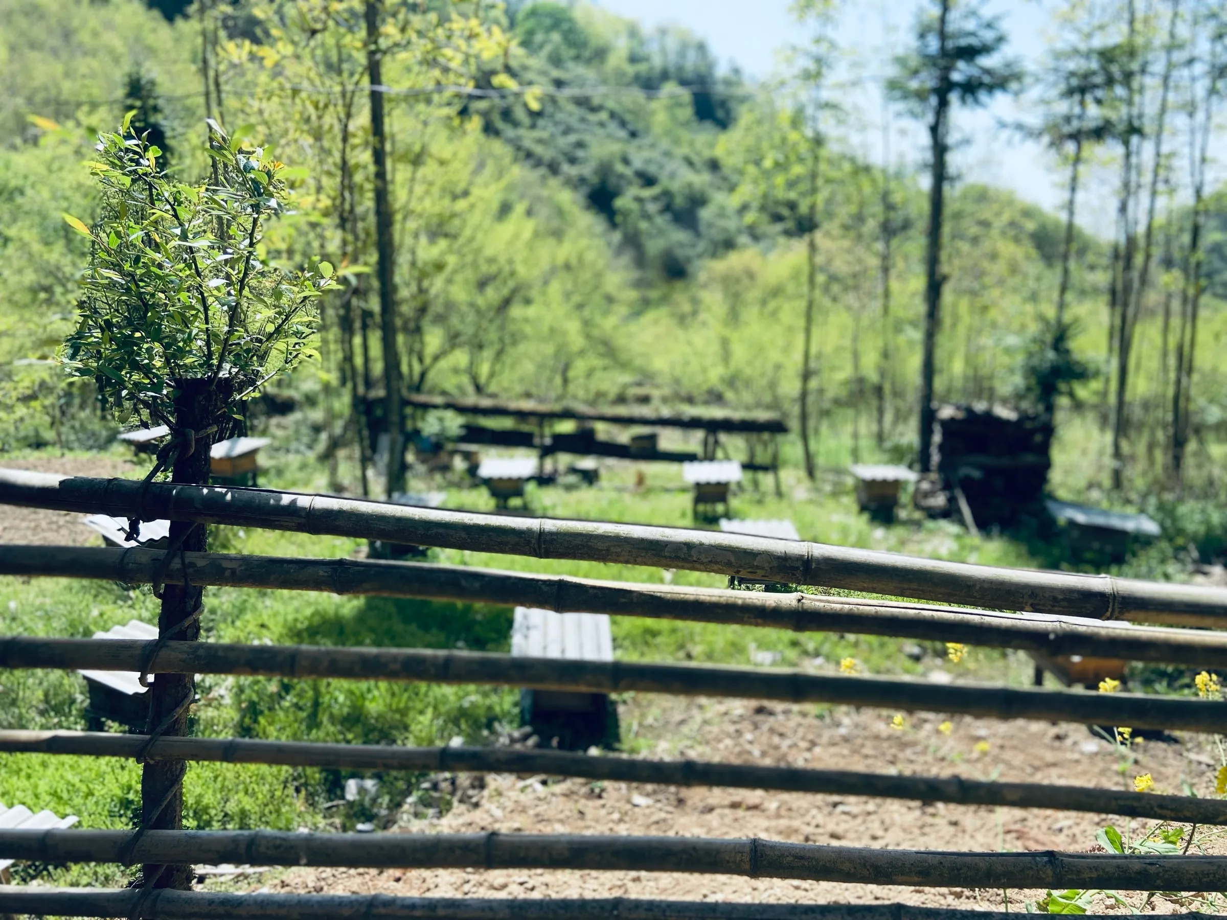 从春花家蜂场远眺朝阳村与秦岭山麓