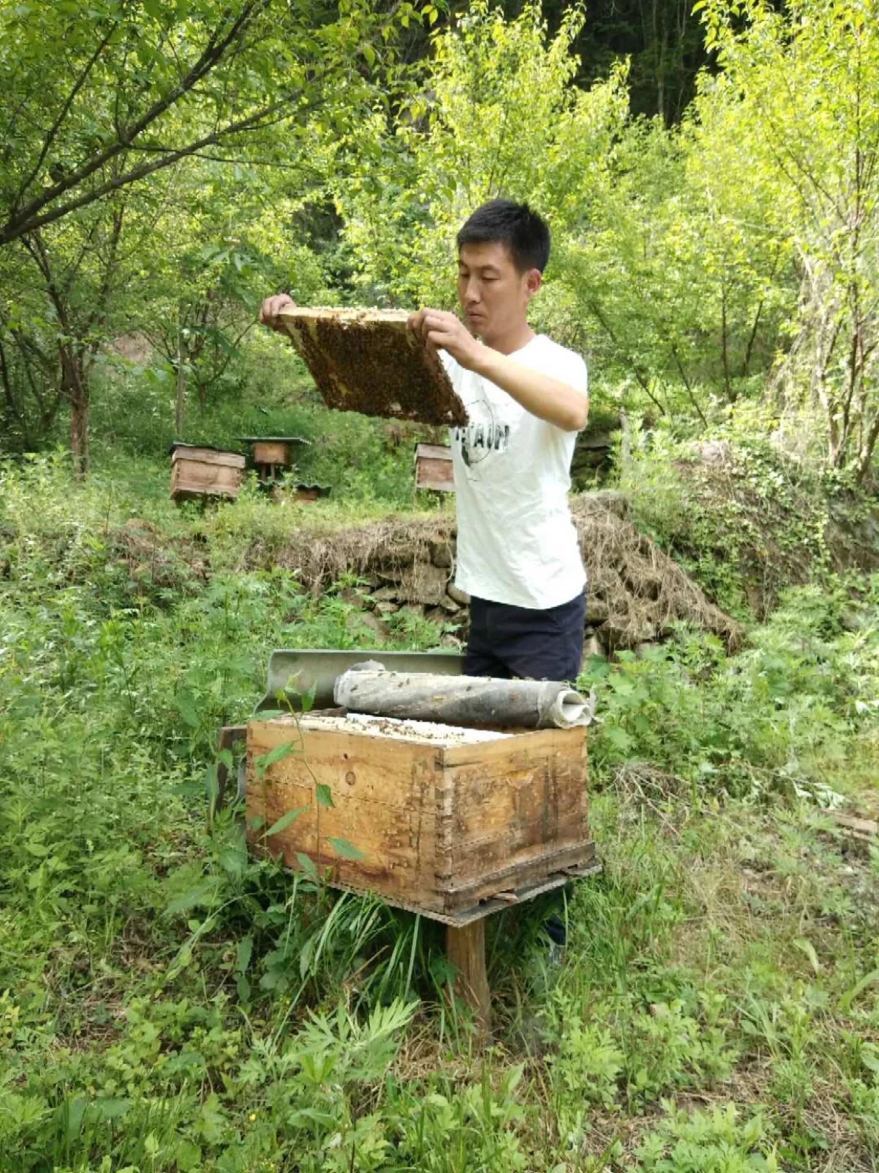 海波在朝阳村蜂场检查蜂箱